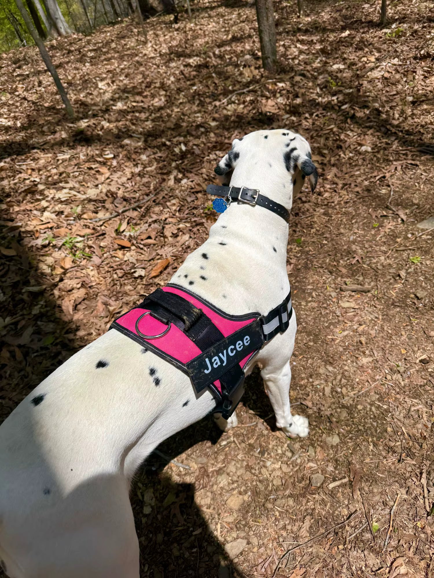 White dog with a pink and black harness walking on a forest path