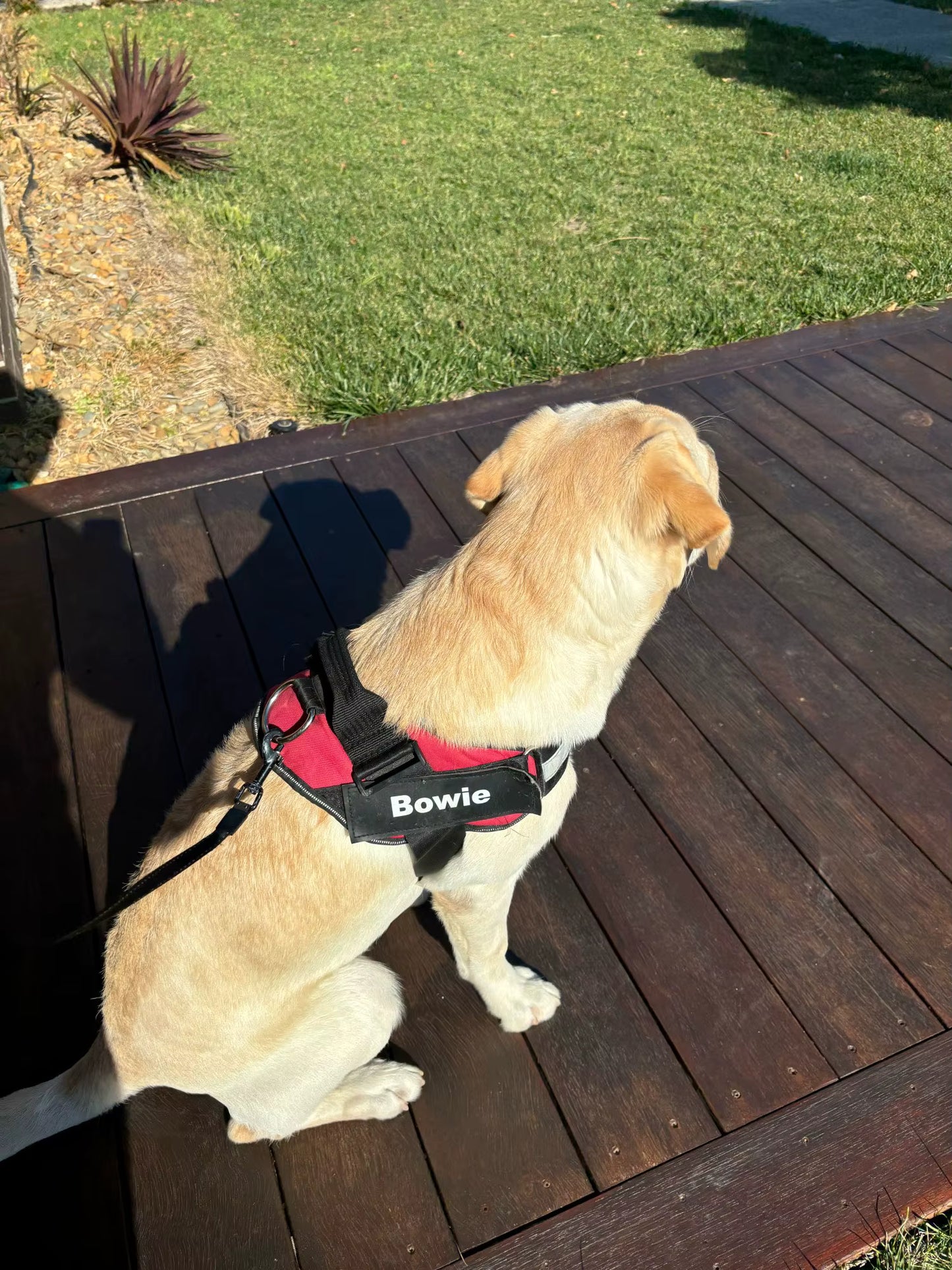 Tagfit Pup Harness