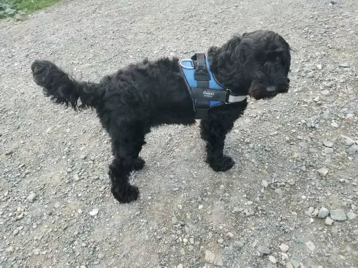 Tagfit Pup Harness