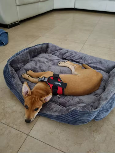 Tagfit Pup Harness