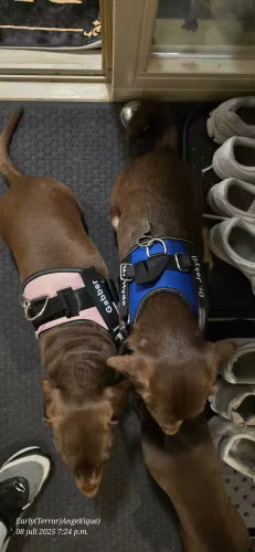 Tagfit Pup Harness